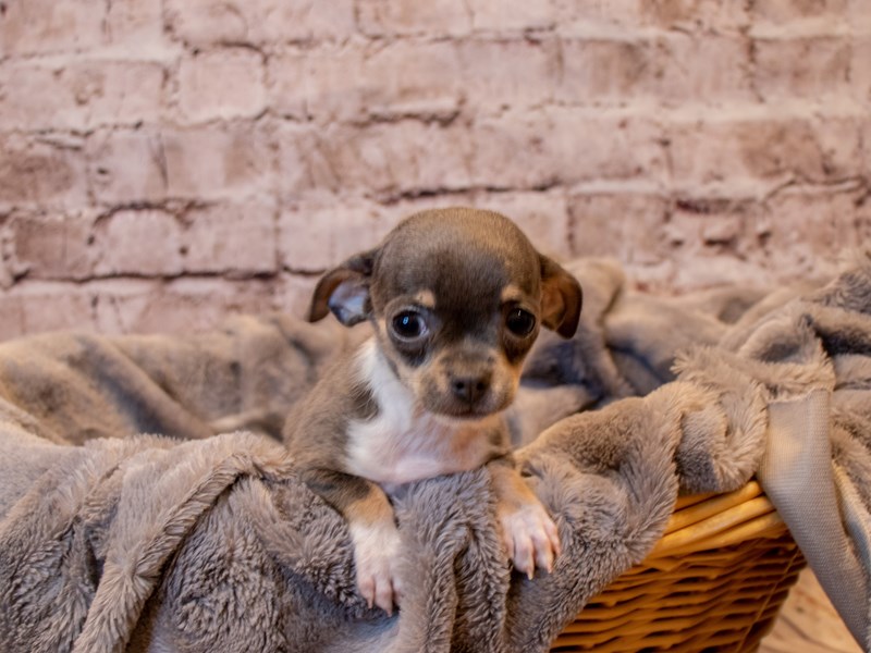 Chihuahua-DOG-Male-Blue Tan / White-3433414-PetCenter Old Bridge Puppies For Sale