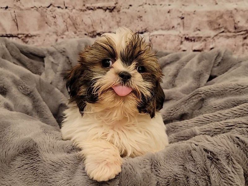 Shih Tzu- Available 12/29-DOG-Male-White / Sable-3441328-PetCenter Old Bridge Puppies For Sale
