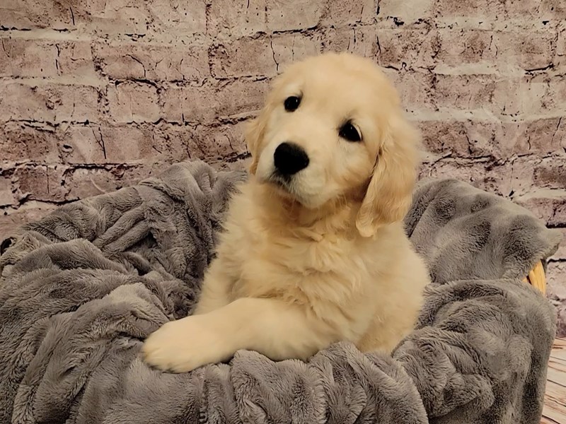Golden Retriever- Available 12/29-Male-Golden-3441323-PetCenter Old Bridge Puppies For Sale