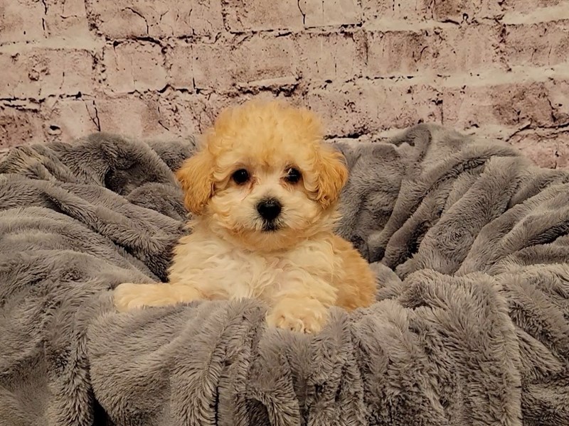 Poodle- Available 12/29-DOG-Male-Apricot-3441327-PetCenter Old Bridge Puppies For Sale