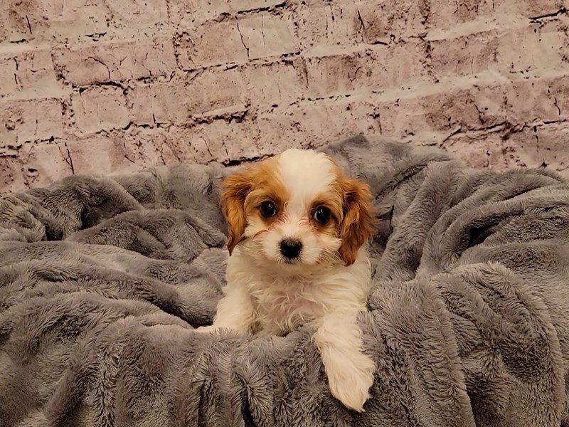 Cavapoo- Available 12/29-DOG-Female-Blenheim-3441383-PetCenter Old Bridge Puppies For Sale