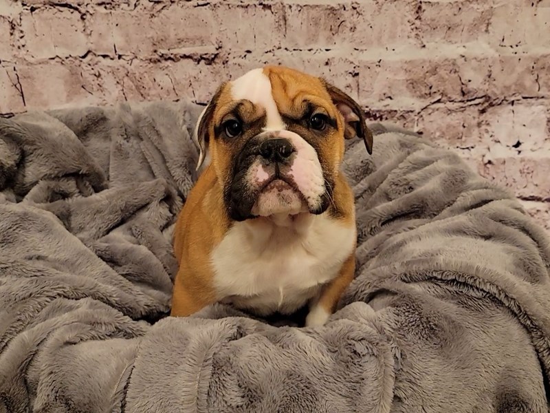 English Bulldog-Male-Red and White-3433217-PetCenter Old Bridge Puppies For Sale