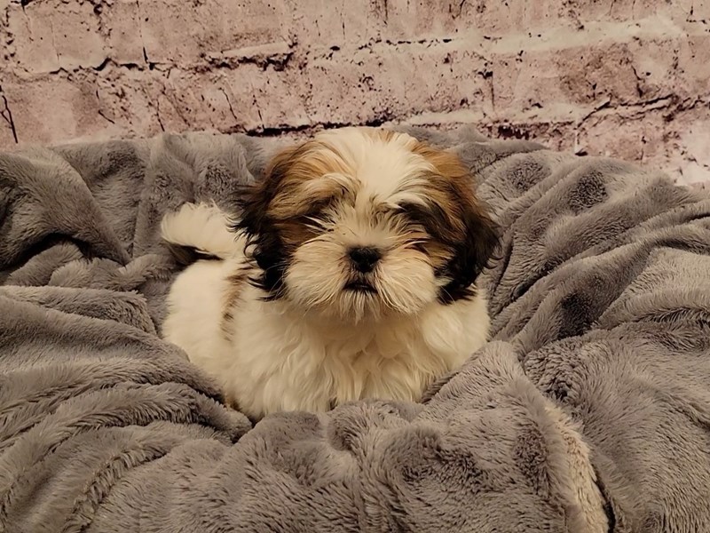 Shih Tzu-DOG-Male-Gold and White-3433273-PetCenter Old Bridge Puppies For Sale