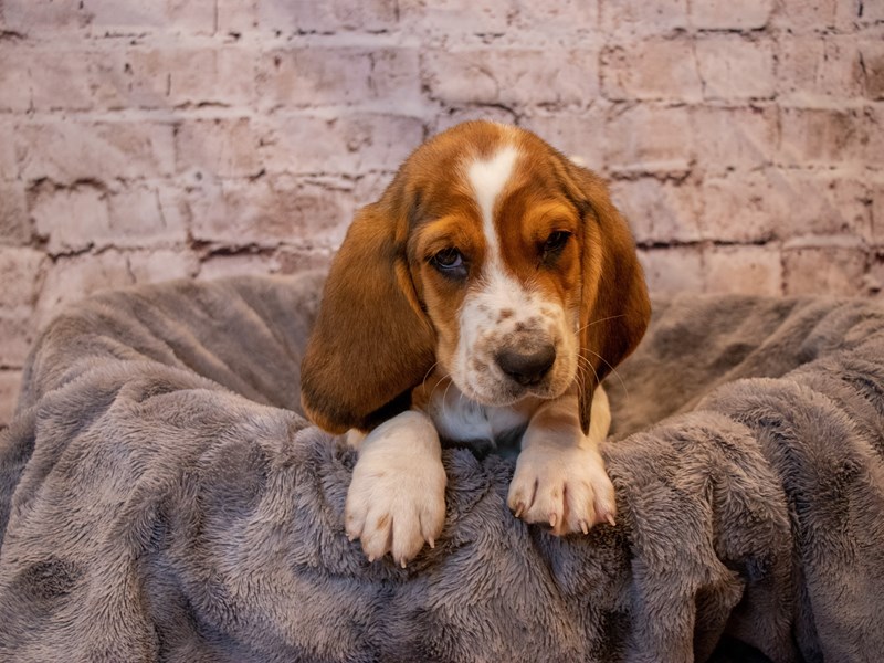 Basset Hound- Available 11/10-Female-Tri-Colored-3376657-PetCenter Old Bridge Puppies For Sale
