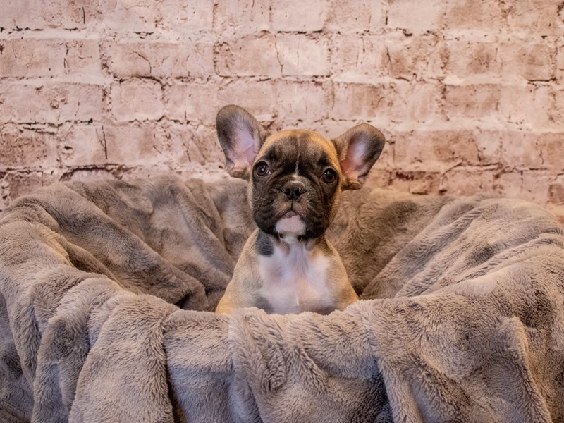 French Bulldog- Available 11/17-Male-Fawn-3386511-PetCenter Old Bridge Puppies For Sale