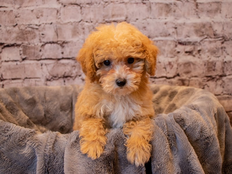 Poodle- Available 12/15-DOG-Male-Red / White-3423393-PetCenter Old Bridge Puppies For Sale