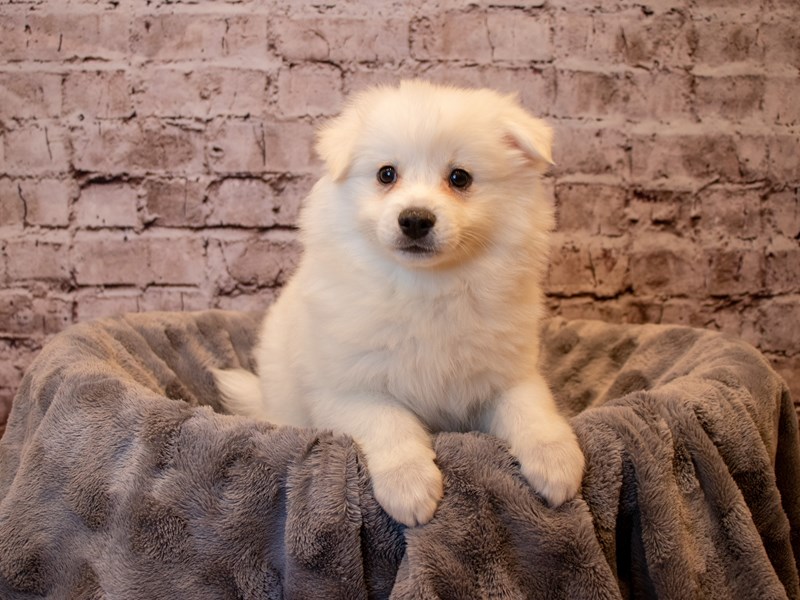 American Eskimo- Available 12/15-DOG-Male-White-3423351-PetCenter Old Bridge Puppies For Sale