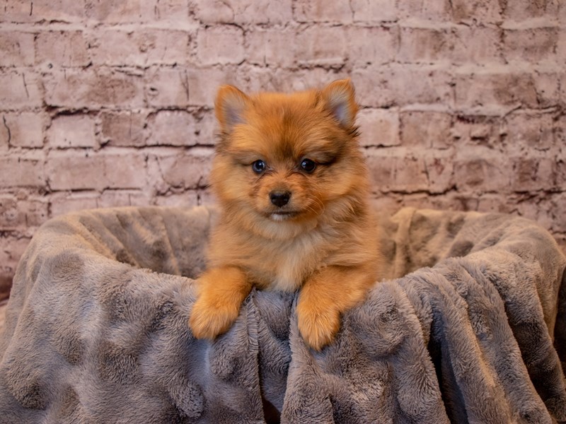 Pomeranian- Available 12/15-Male-Orange-3423708-PetCenter Old Bridge Puppies For Sale