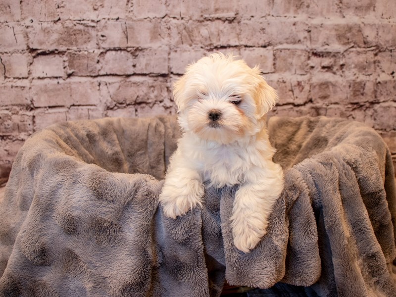 Maltese- Available 12/15-DOG-Male-White-3423678-PetCenter Old Bridge Puppies For Sale