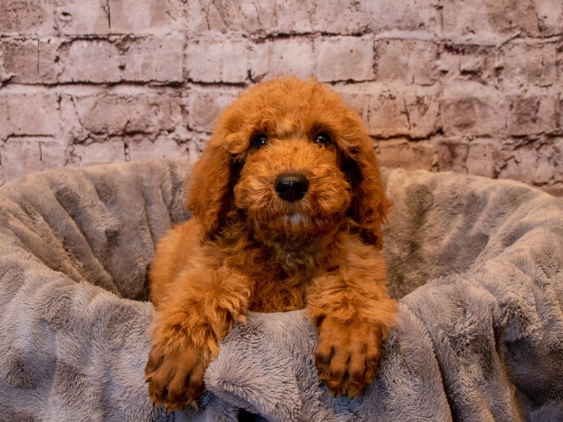 Standard Poodle- Available 12/15-Male-Red-3423645-PetCenter Old Bridge Puppies For Sale