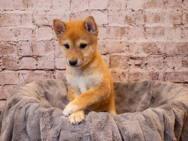 Shiba Inu-DOG-Male-Red-3432988-PetCenter Old Bridge Puppies For Sale