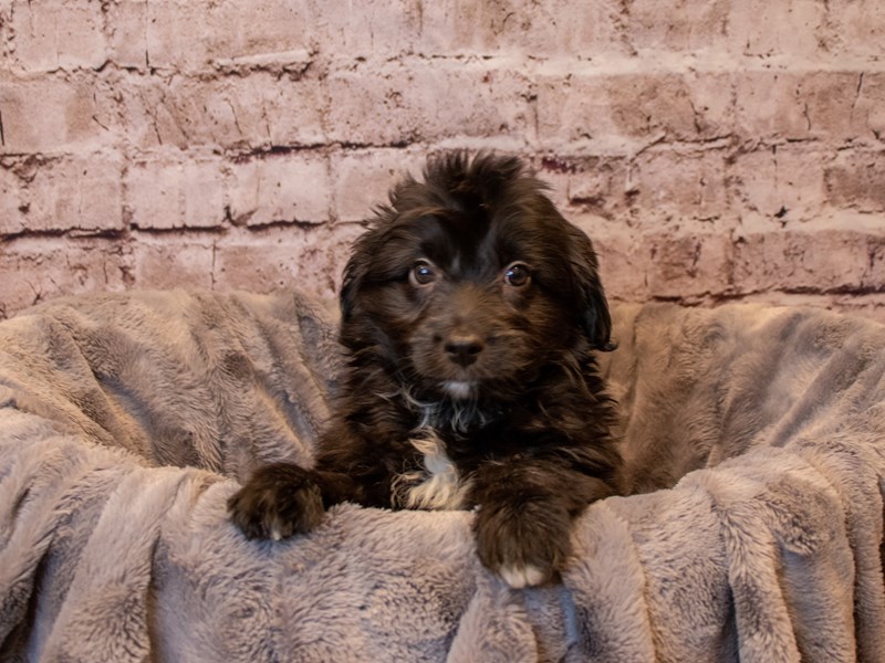 Mini Aussiedoodle- Available 12/22-DOG-Male-Black / White-3433410-PetCenter Old Bridge Puppies For Sale