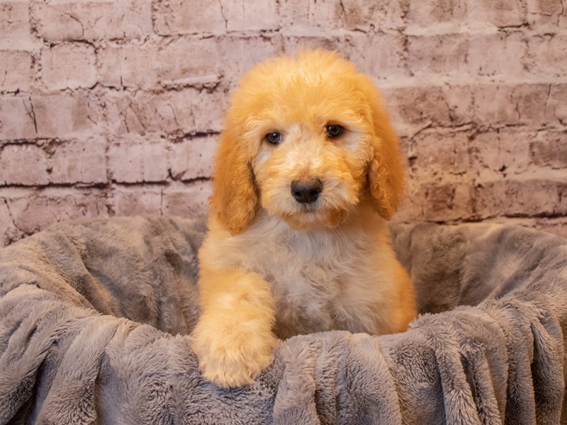 Standard Poodle-DOG-Female-Apricot-3433570-PetCenter Old Bridge Puppies For Sale