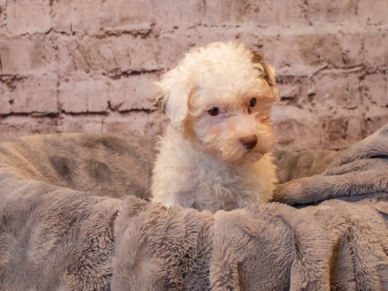 Poodle-Female-Chocolate-3433601-PetCenter Old Bridge Puppies For Sale