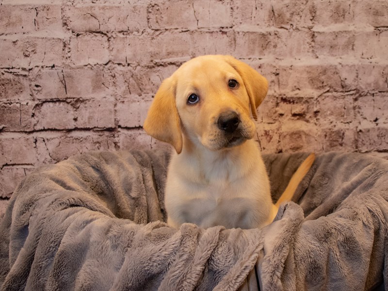 Labrador Retriever-Male-Yellow-3433100-PetCenter Old Bridge Puppies For Sale