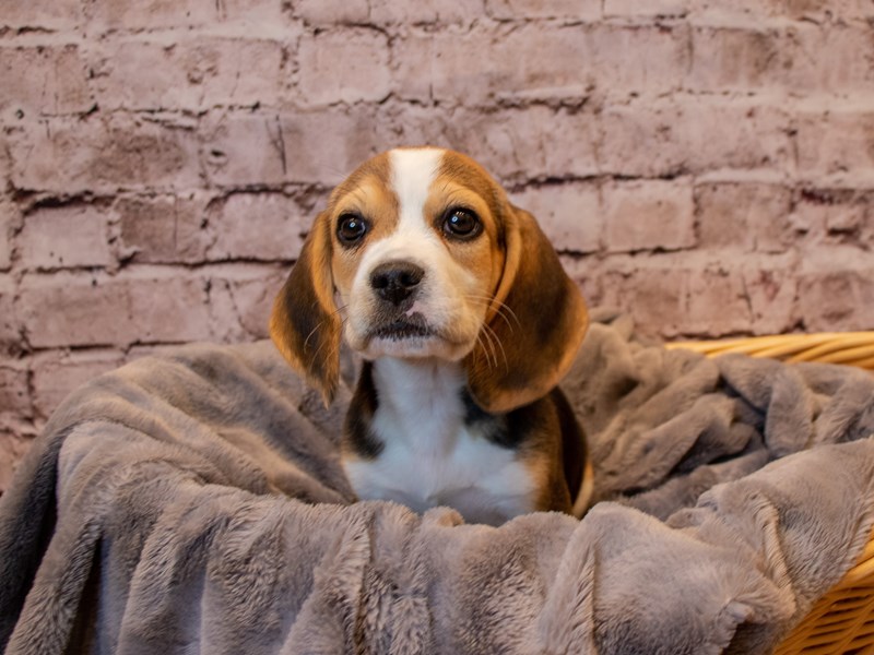 Beagle-Female-Black White and Tan-3433243-PetCenter Old Bridge Puppies For Sale