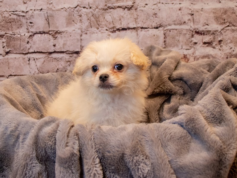 ChinPoo- Available 12/22-Male-Cream-3433300-PetCenter Old Bridge Puppies For Sale