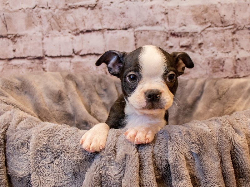 Boston Terrier- Available 12/22-Female-Black and White-3433317-PetCenter Old Bridge