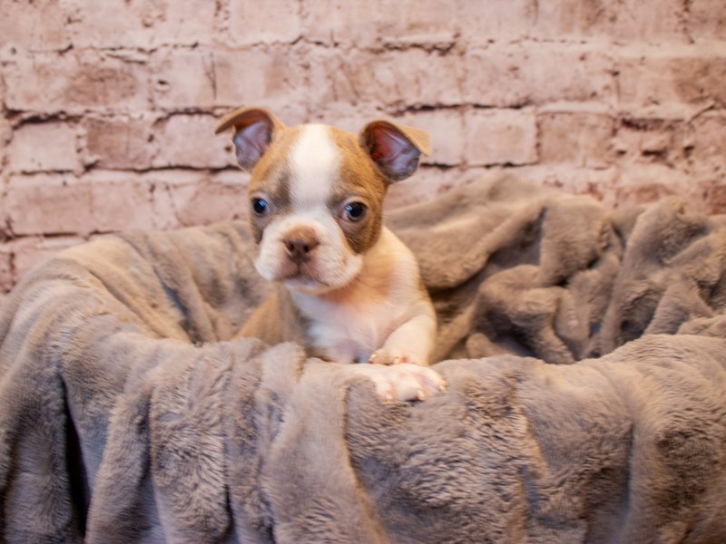Boston Terrier-Male-Champagne-3433074-PetCenter Old Bridge Puppies For Sale