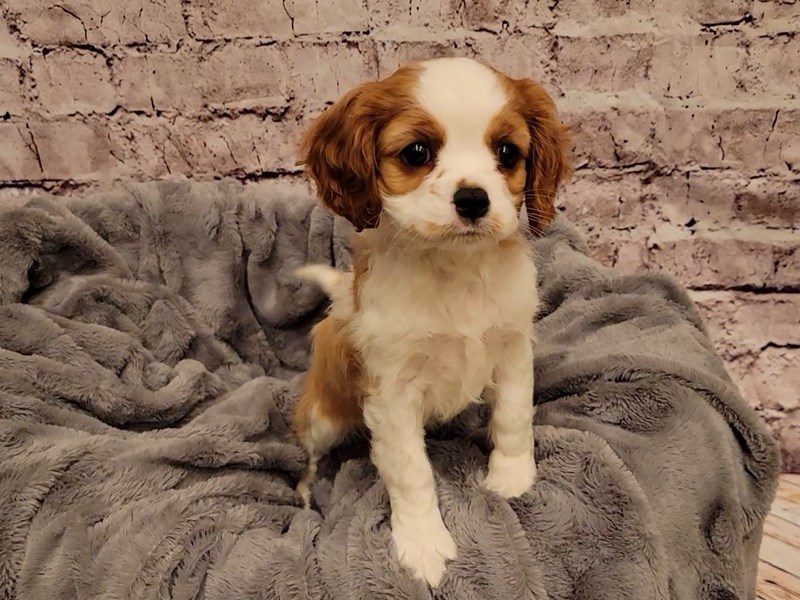 Cavalier King Charles Spaniel- Available 12/29-Female-Blenheim-3441325-PetCenter Old Bridge Puppies For Sale