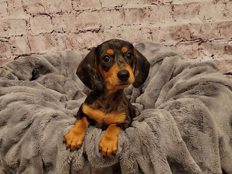 Dachshund- Available 12/29-DOG-Male-Blue-3441334-PetCenter Old Bridge Puppies For Sale