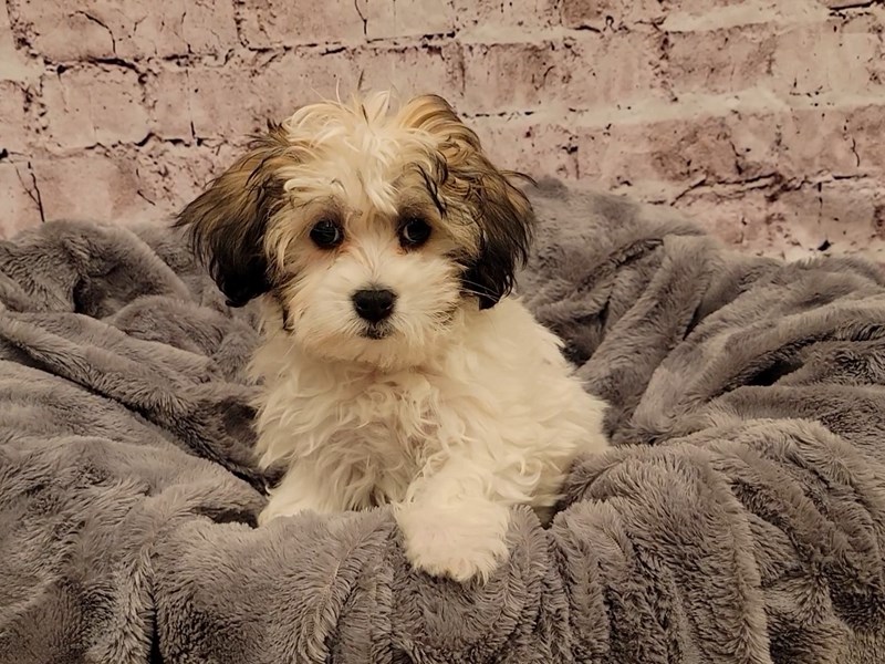 Coton De Tulear- Available 12/29-DOG-Female-Brown / White-3441331-PetCenter Old Bridge Puppies For Sale