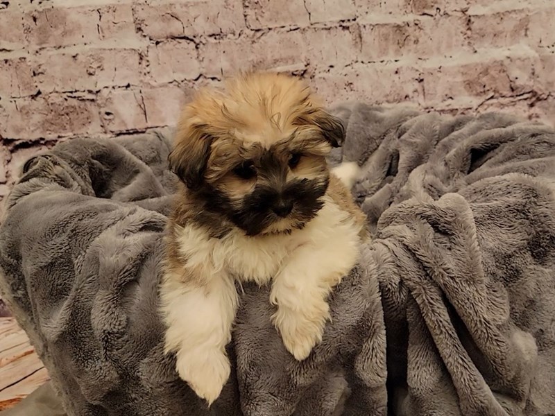 Havanese- Available 12/29-DOG-Female-Silver-3441332-PetCenter Old Bridge Puppies For Sale