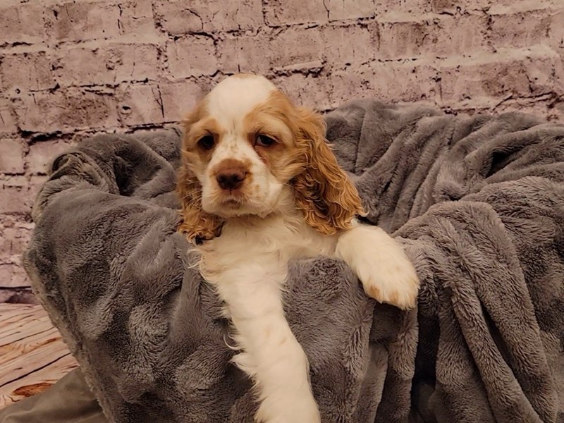 Cocker Spaniel- Available 12/29-Female-Buff / White-3441330-PetCenter Old Bridge Puppies For Sale