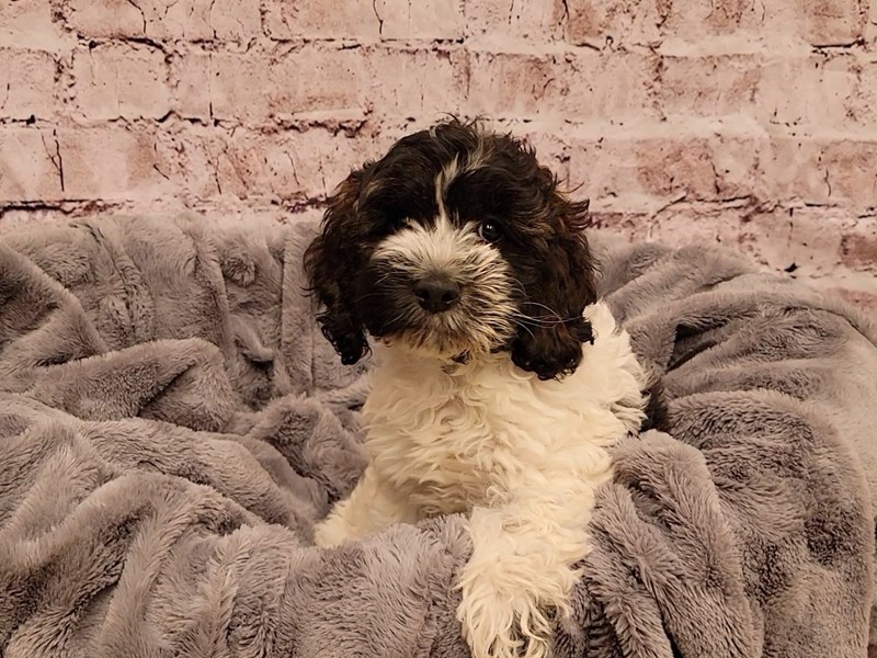 Cockapoo- Available 12/29-Female-Black / White-3441333-PetCenter Old Bridge Puppies For Sale