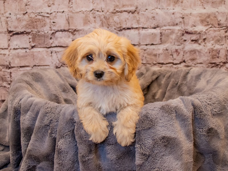 Cavachon- Available 1/5-DOG-Female-Cream-3452523-PetCenter Old Bridge Puppies For Sale