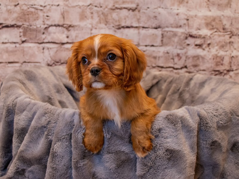 Cavalier King Charles Spaniel- Available 1/5-DOG-Male-Ruby-3452723-PetCenter Old Bridge Puppies For Sale