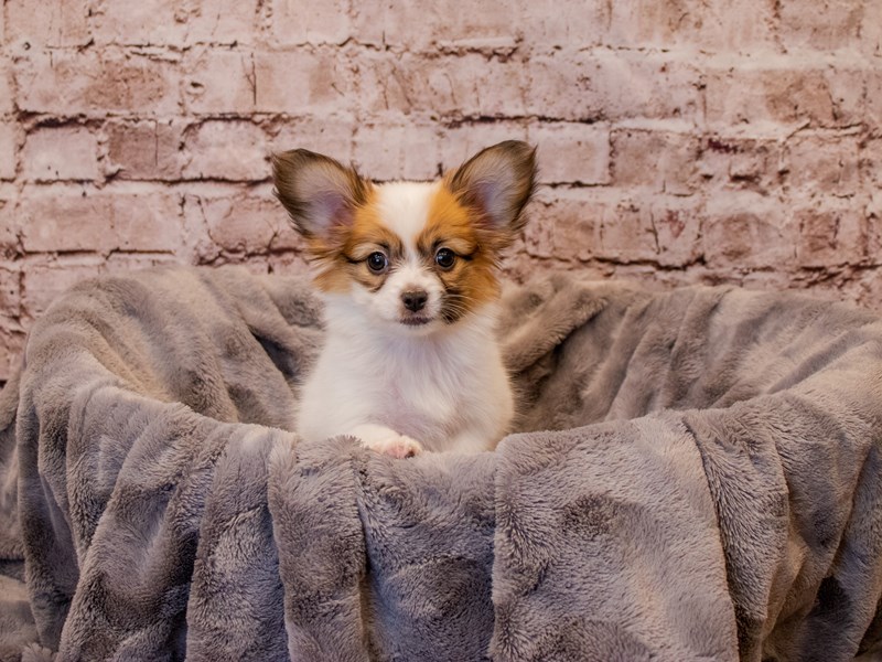 Papillon- Available 1/5-DOG-Female-Red / White-3450715-PetCenter Old Bridge Puppies For Sale