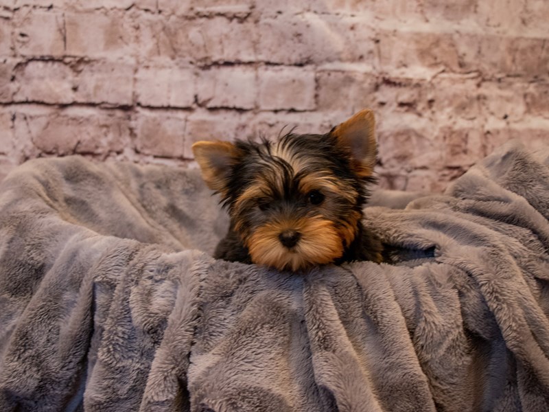 Yorkshire Terrier- Available 1/5-Female-Black / Tan-3450711-PetCenter Old Bridge Puppies For Sale