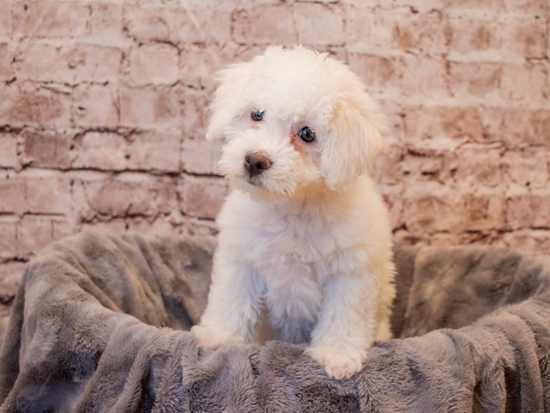 Bichon Frise- Available 1/5-Male-White-3450717-PetCenter Old Bridge Puppies For Sale