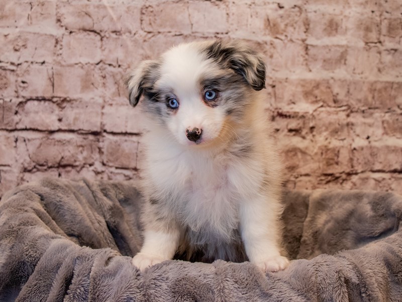 Miniature Australian Shepherd- Available 1/5-DOG-Male-Blue Merle-3450714-PetCenter Old Bridge Puppies For Sale