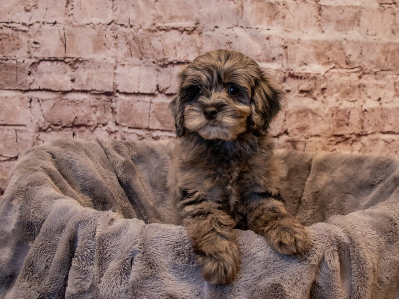 Cockapoo- Available 1/5-DOG-Male-Chocolate Merle-3451451-PetCenter Old Bridge Puppies For Sale
