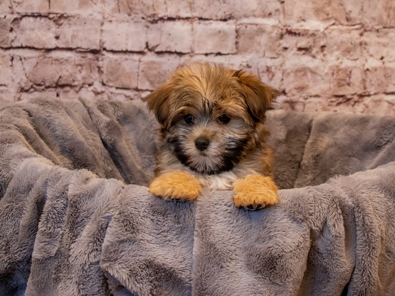 Morkie- Available 1/5-DOG-Male-Brown / White-3450719-PetCenter Old Bridge Puppies For Sale