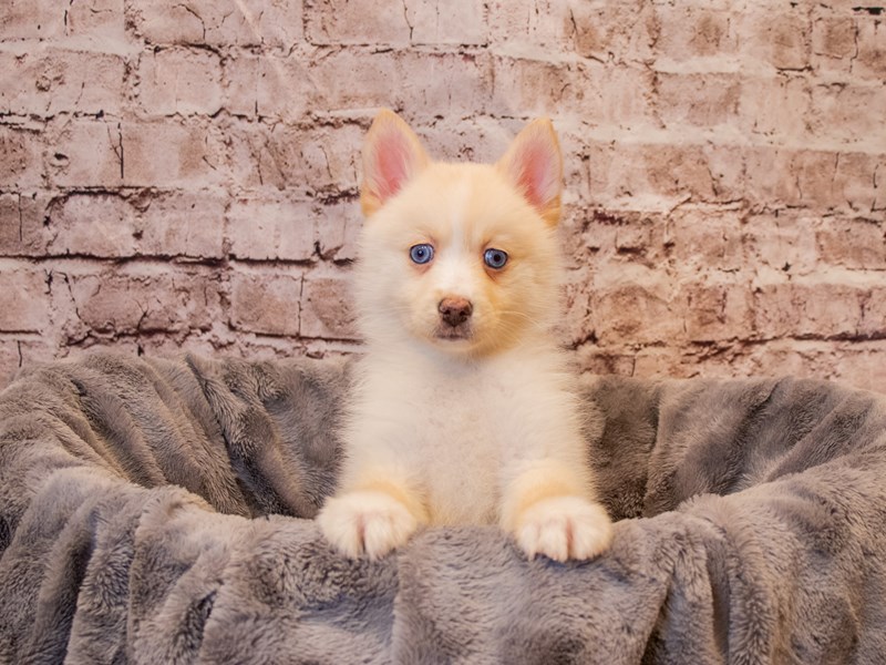 Pomsky- Available 1/5-DOG-Female-Cream / White-3450716-PetCenter Old Bridge Puppies For Sale