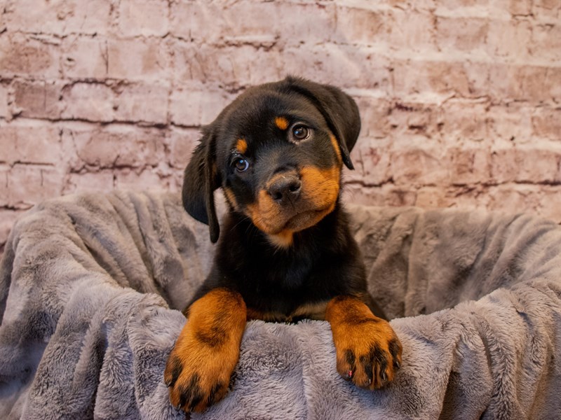 Rottweiler- Available 1/5-DOG-Female-Black / Tan-3450718-PetCenter Old Bridge