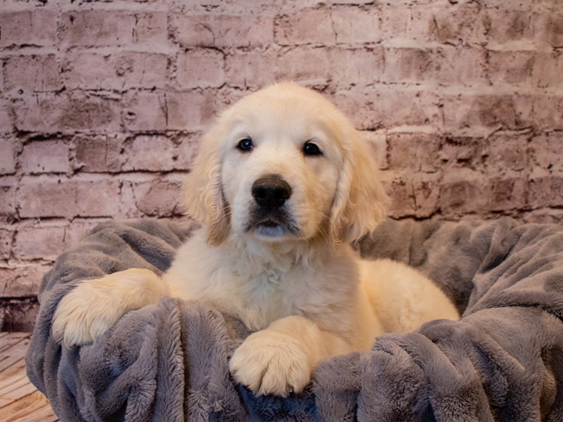 Golden Retriever- Available 1/12-Male-Golden-3462492-PetCenter Old Bridge Puppies For Sale