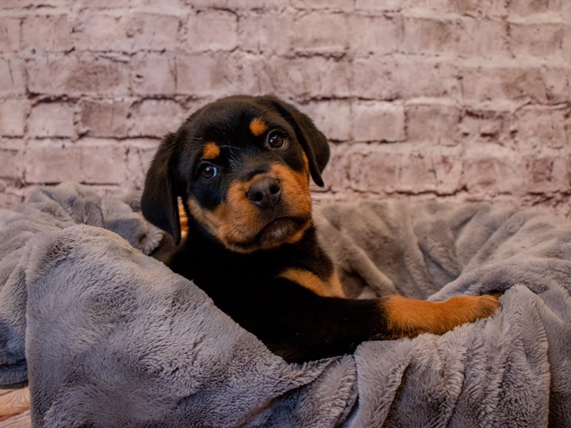 Rottweiler- Available 1/12-Male-Black / Tan-3462497-PetCenter Old Bridge Puppies For Sale