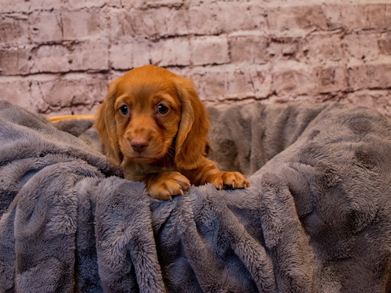 Dachshund- Available 1/12-Male-Sable-3462496-PetCenter Old Bridge Puppies For Sale