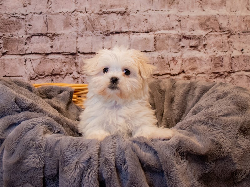 Maltese- Available 1/12-DOG-Female-White-3462490-PetCenter Old Bridge Puppies For Sale