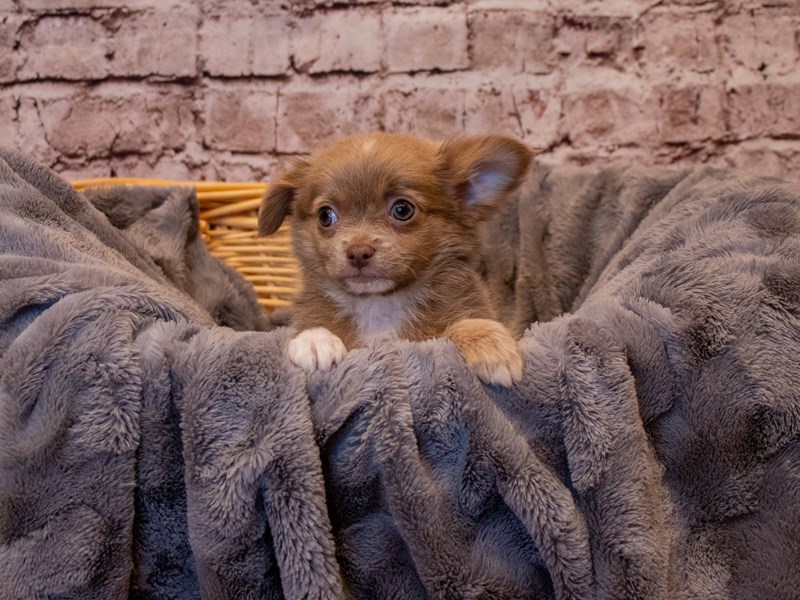 Chihuahua- Available 1/12-Male-Fawn / White-3462498-PetCenter Old Bridge Puppies For Sale