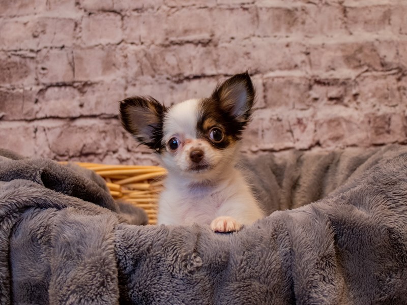 Chihuahua- Available 1/12-DOG-Female-White-3462499-PetCenter Old Bridge Puppies For Sale