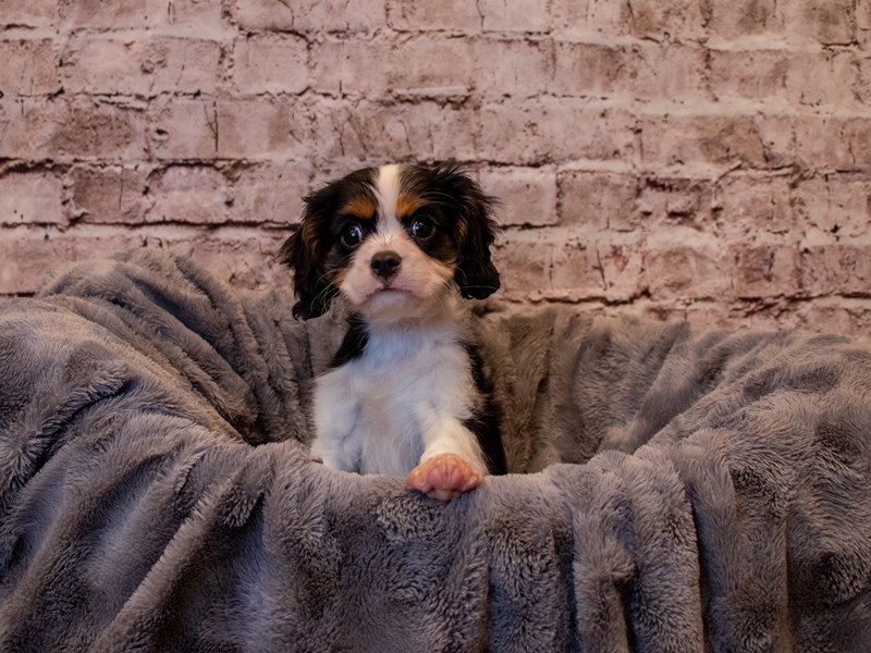 Cavalier King Charles Spaniel- Available 1/12-Male-Black Tan / White-3462657-PetCenter Old Bridge Puppies For Sale