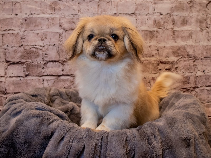 Pekingese- Available 10/27-Female-Fawn / White-3358140-PetCenter Old Bridge Puppies For Sale