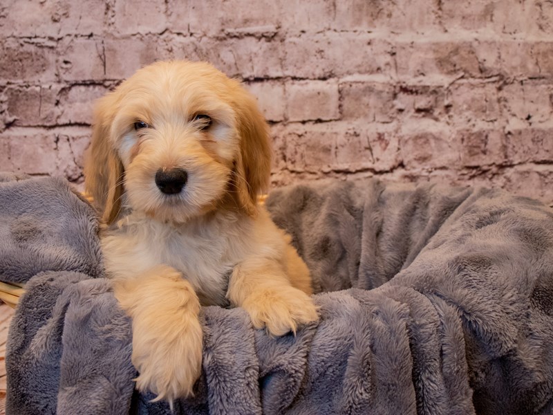 Goldendoodle- Available 1/12-Male-Cream-3464013-PetCenter Old Bridge Puppies For Sale