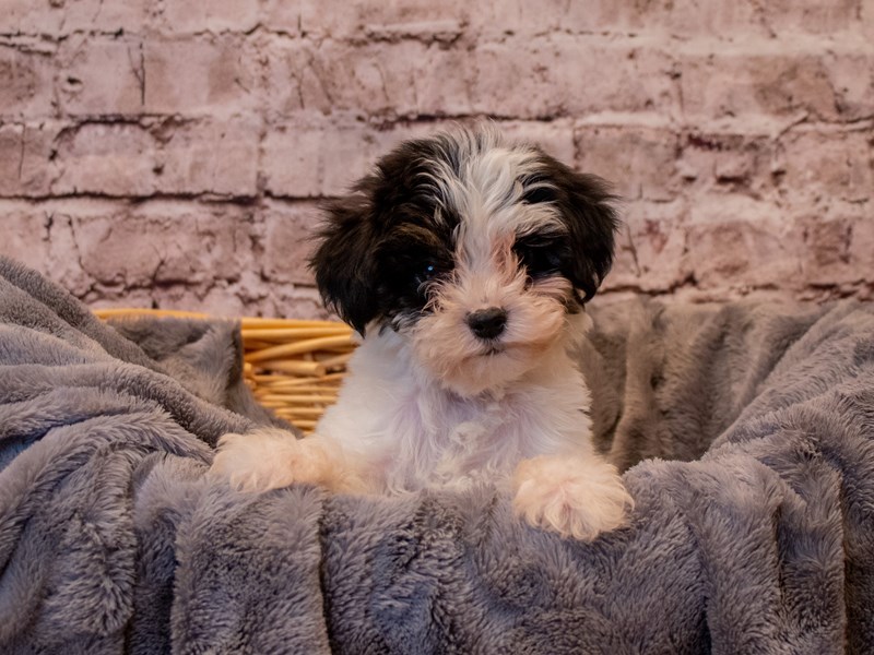 Yorkiepoo- Available 1/12-DOG-Male-Black and White-3463846-PetCenter Old Bridge Puppies For Sale