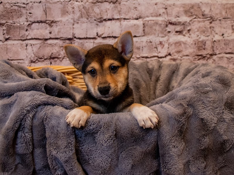 Shiba Inu- Available 1/12-DOG-Female-Black and Tan-3463999-PetCenter Old Bridge Puppies For Sale